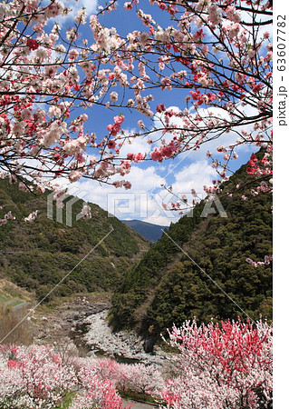 引地橋の花桃 63607782