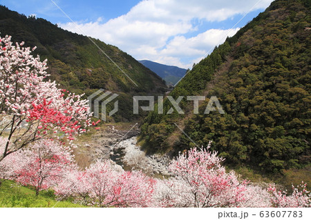 引地橋の花桃 63607783