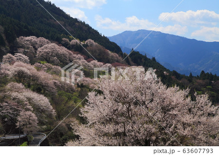 ひょうたん桜公園の春 63607793