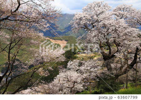 ひょうたん桜の春 63607799