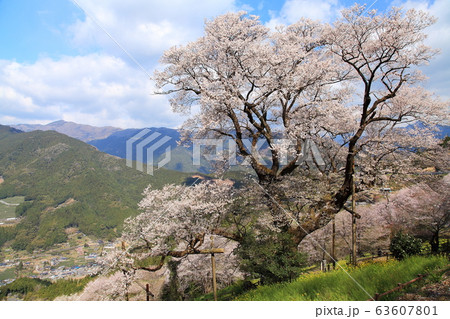 ひょうたん桜の春 ひょうたん桜の春 63607801