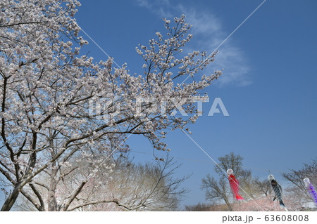 群馬 茂林寺川に咲く桜 群馬 茂林寺川に咲く桜 63608008