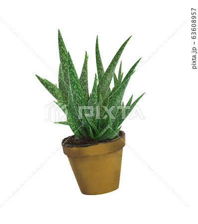 Aloe vera isolated on white 63608957