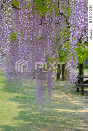 藤の花 63610036