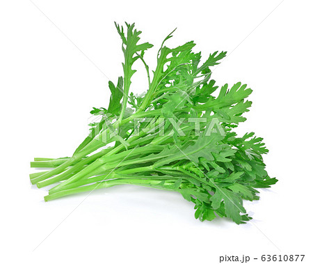 Chrysanthemum coronarium Isolated on white background. Chrysanthemum coronarium Isolated on white background. 63610877