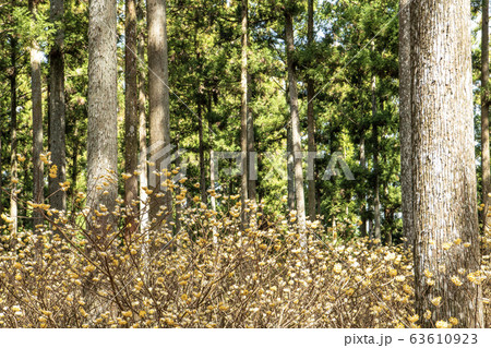 ミツマタ群生地 ミツマタ群生地 63610923