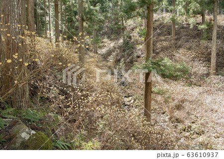 ミツマタ群生地 63610937