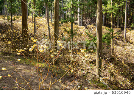ミツマタ群生地 ミツマタ群生地 63610946