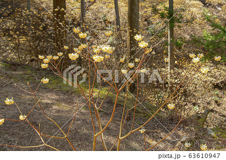 ミツマタ群生地 63610947