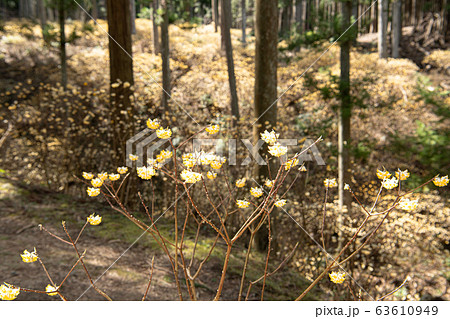 ミツマタ群生地 ミツマタ群生地 63610949