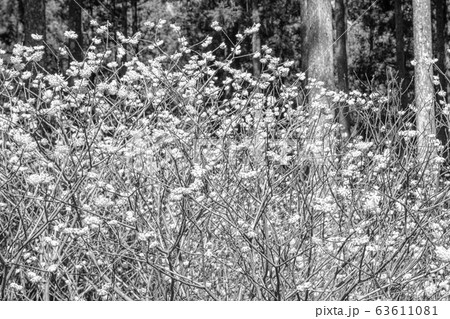 【セピア】ミツマタ群生地 63611081