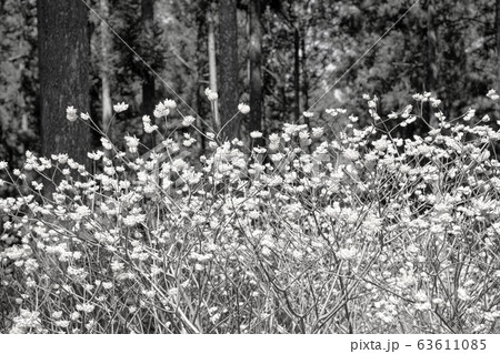 【セピア】ミツマタ群生地 【セピア】ミツマタ群生地 63611085