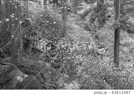 【セピア】ミツマタ群生地 63611087