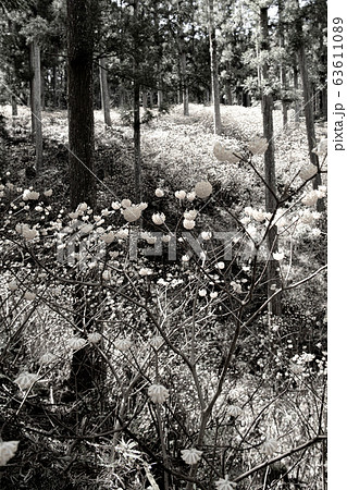 【セピア】ミツマタ群生地 63611089