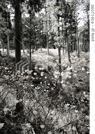 【セピア】ミツマタ群生地 63611090