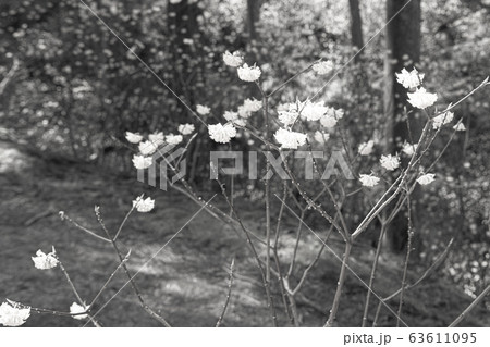 【セピア】ミツマタ群生地 63611095