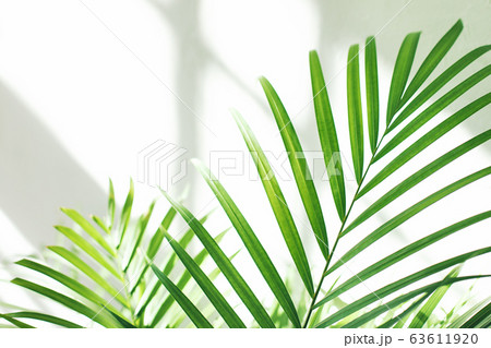 green fresh tropical houseplant palm leaves with 63611920