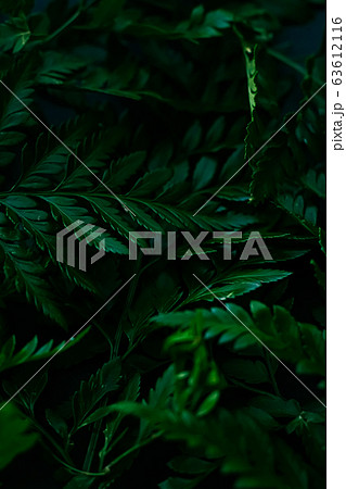 Tropical plant leaves in garden as botanical background, nature and environment Tropical plant leaves in garden as botanical background, nature and environment 63612116