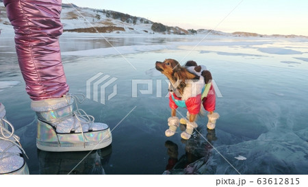 Toy Terrier in funny clothes and funny shoes plays with ball on beautiful ice in cracks. Mom and daughter in sports clothes and figure skates. 63612815