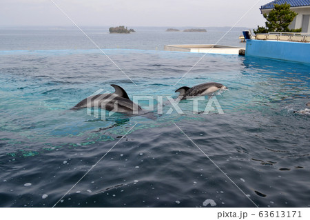 石川県 のとじま水族館のイルカ 石川県 のとじま水族館のイルカ 63613171