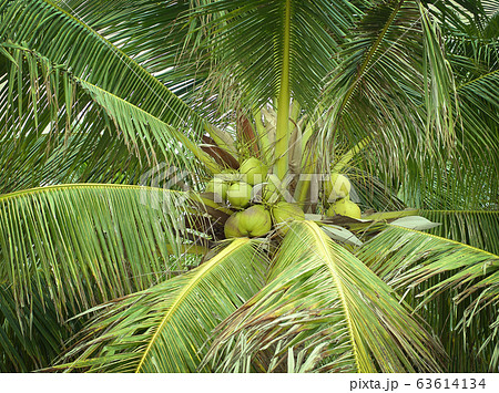 Green coconuts with a bunch on the coconut tree.  63614134