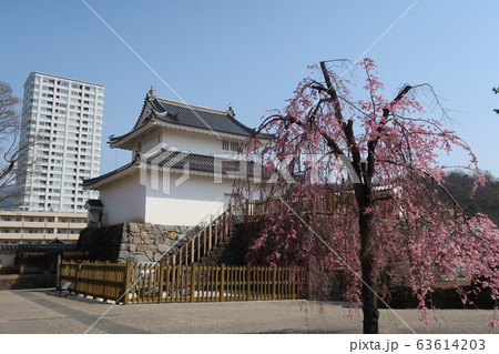 山梨県甲府市 舞鶴城公園の桜の写真素材