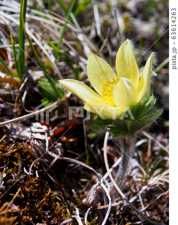 絶滅危惧種の高山植物 ツクモグサ 絶滅危惧種の高山植物 ツクモグサ 63614263