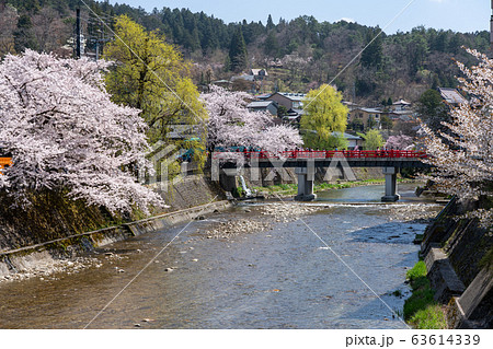 岐阜県高山市　宮川　中橋　桜　（4月） 63614339