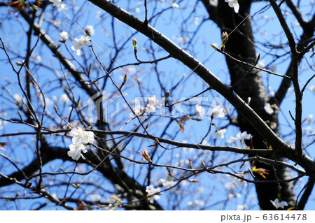 蕾をたくさんつけて咲き始めた白色の山桜 蕾をたくさんつけて咲き始めた白色の山桜 63614478