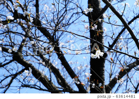 暖かくなり花を開きだした山桜 暖かくなり花を開きだした山桜 63614481