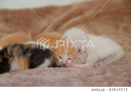 猫、仔猫、こねこ、猫の家族 猫、仔猫、こねこ、猫の家族 63614573