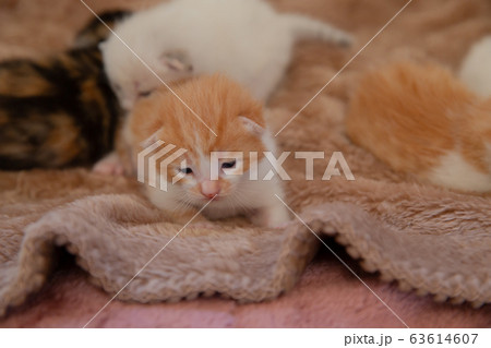 猫、仔猫、こねこ、猫の家族 猫、仔猫、こねこ、猫の家族 63614607