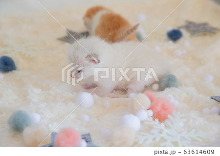 猫、仔猫、こねこ、猫の家族 63614609