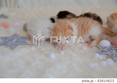 猫、仔猫、こねこ、猫の家族 猫、仔猫、こねこ、猫の家族 63614623