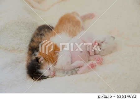 猫、仔猫、こねこ、猫の家族 63614632