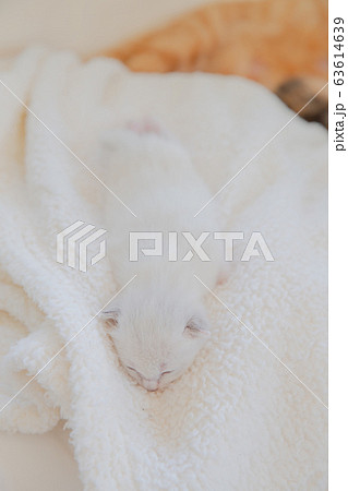 猫、仔猫、こねこ、猫の家族 猫、仔猫、こねこ、猫の家族 63614639