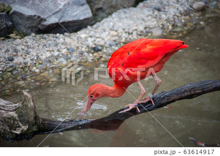 Portrait of scarlet ibis in border water 63614917
