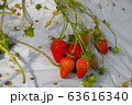 いちご狩り 63616340