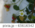 いちごの花 63616342