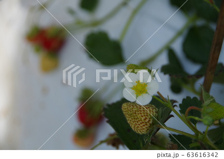 いちごの花 いちごの花 63616342