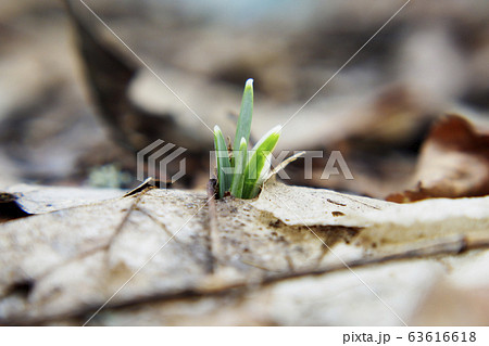 Snowdrop, the first flower of the year. Snowdrop, the first flower of the year. 63616618