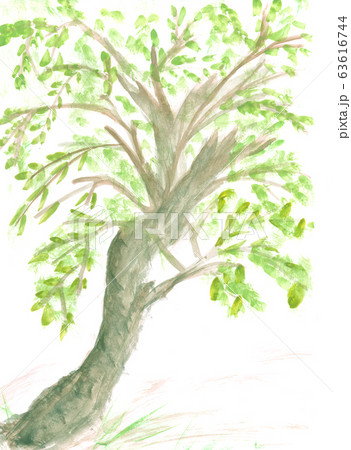 mighty old tree with green spring leaves 63616744