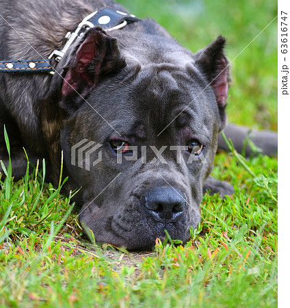 Dog breed Cane-Corso on a walk 63616747