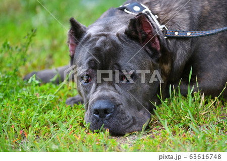 Dog breed Cane-Corso on a walk 63616748