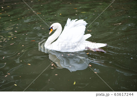 swan bird with white feather and beak swim in lake 63617244