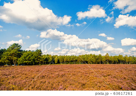 Heathland with flowering common heather Heathland with flowering common heather 63617261