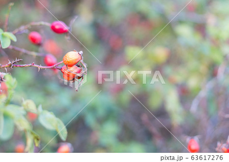 wild rose fruits in nature wild rose fruits in nature 63617276