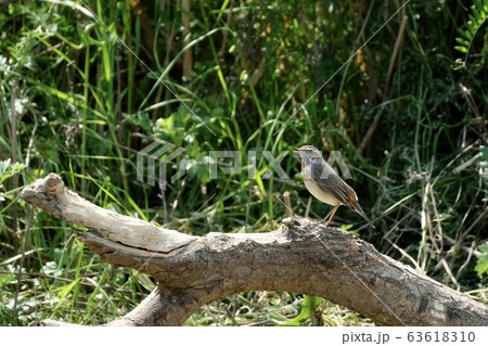 野鳥 野鳥 63618310
