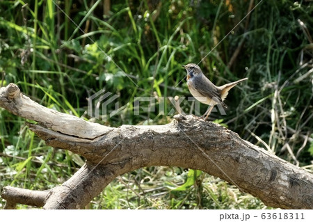 野鳥 野鳥 63618311