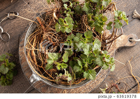 Fresh young nettles including root collected in early spring 63619378
